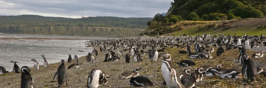 Ushuaia, flora y fauna
